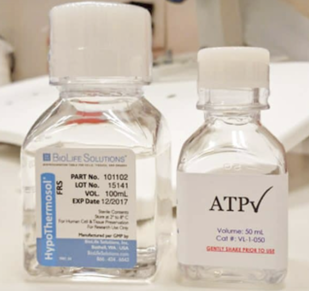 모발이식 생착률을 좌우하는 '모낭 보관 환경' 2 image 20