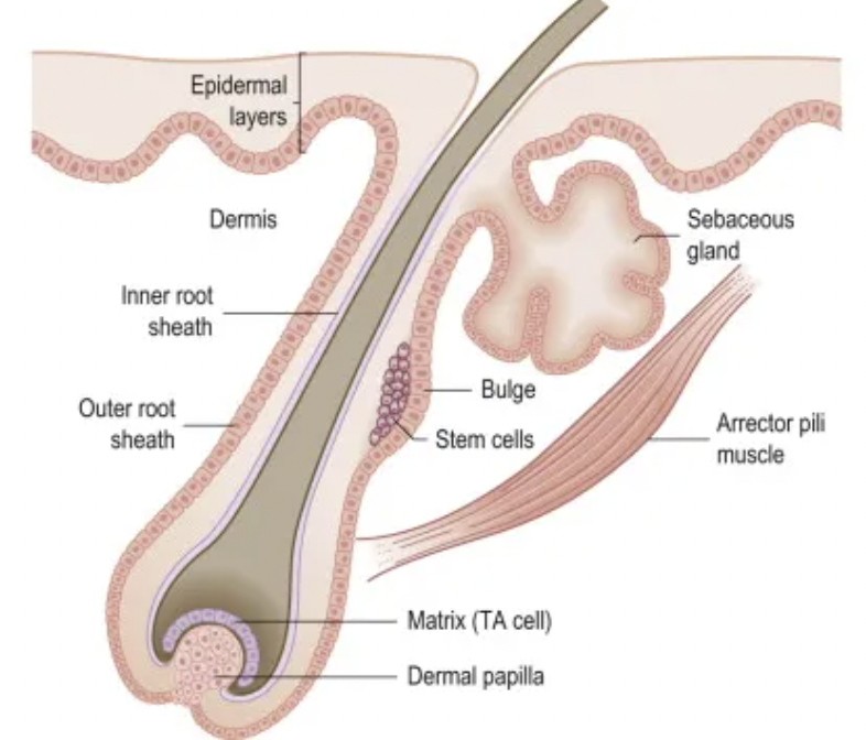 좋은 모발이식 graft란 무엇일까? 1 image 4